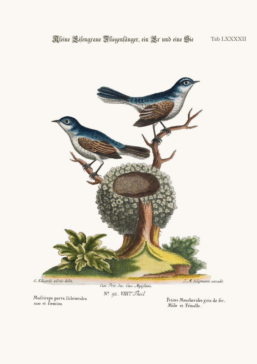 De små blågrå flugsnapparna, tupp och höna, 1749-73 av George Edwards