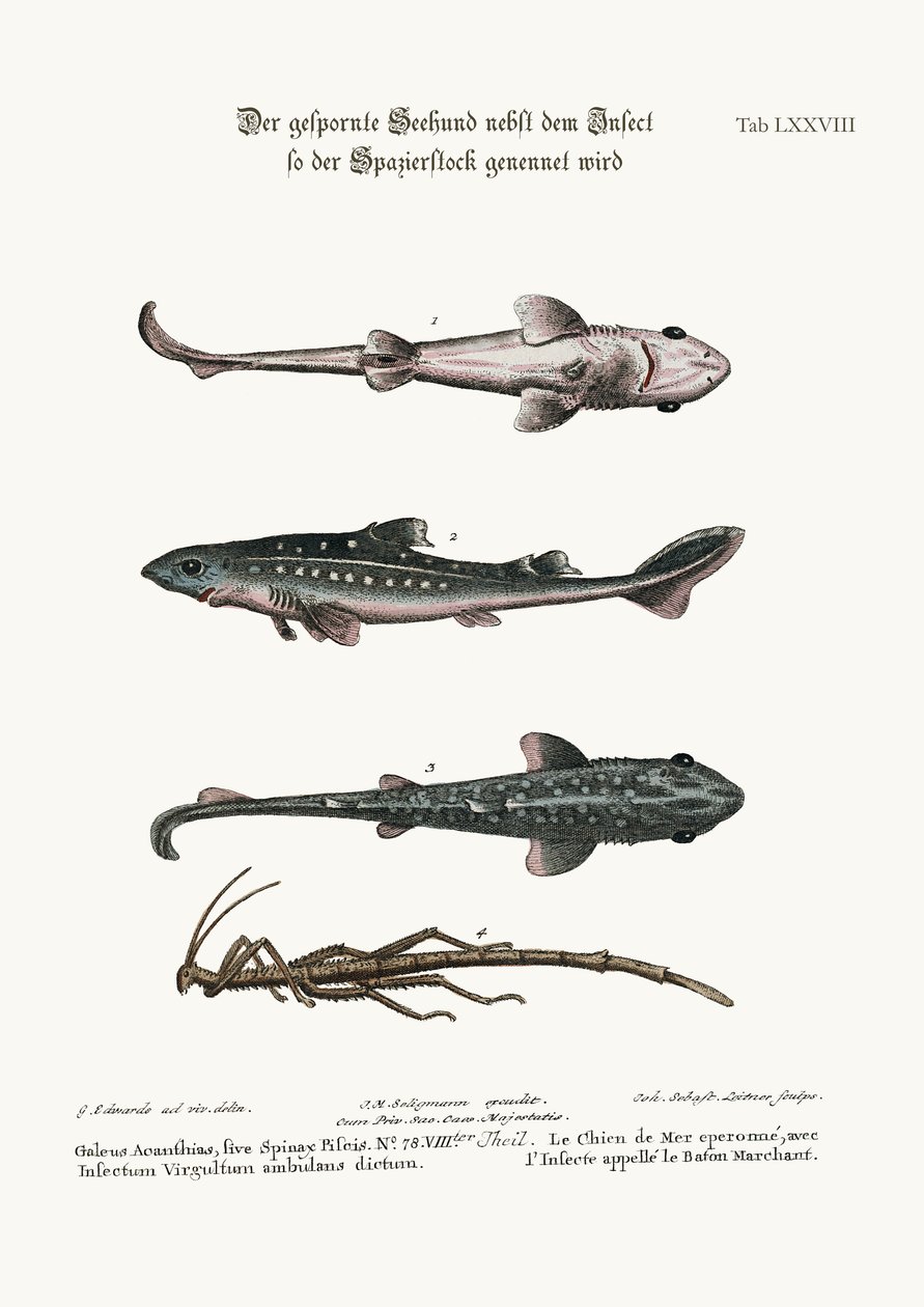 Den stickade hunden eller hundfisken, med en insekt som kallas gåstaven, 1749-73 av George Edwards