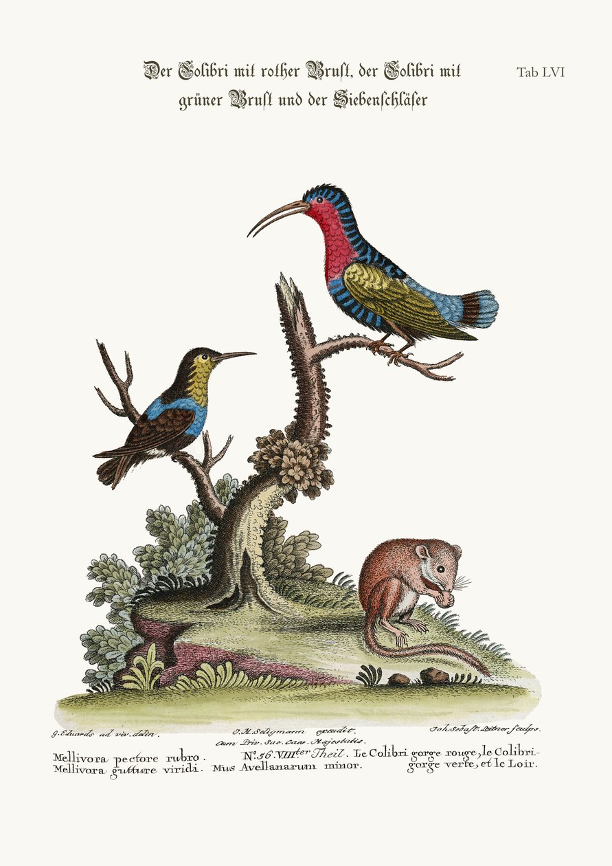 Rödbröstad kolibri, gröntstrupig kolibri och malmö, 1749-73 av George Edwards