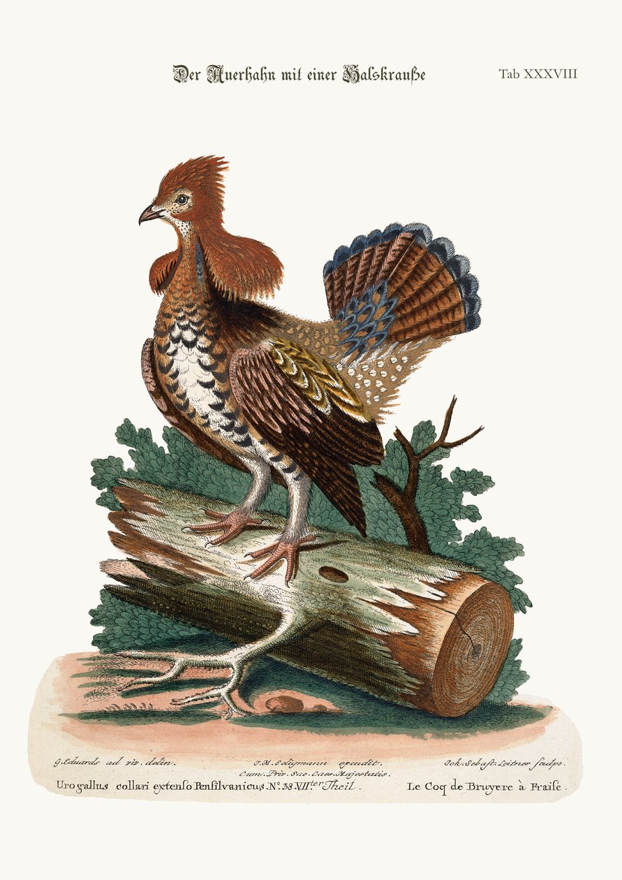 The Ruffed Heath-cock or Grous, 1749-73 av George Edwards