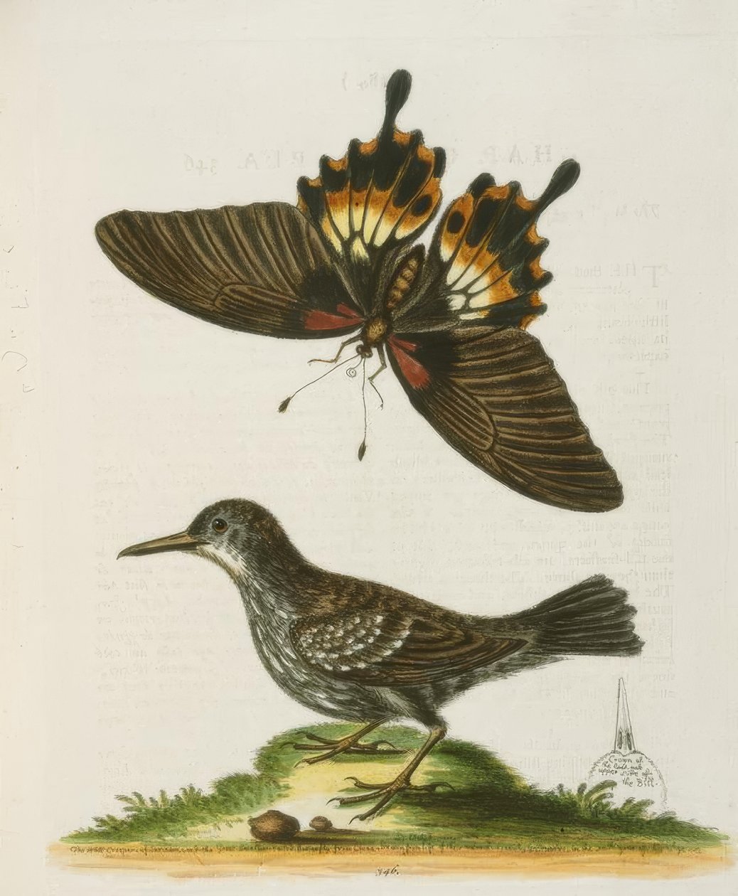 Wallcreeper i Surinam. / Surinams murklättrare av George Edwards