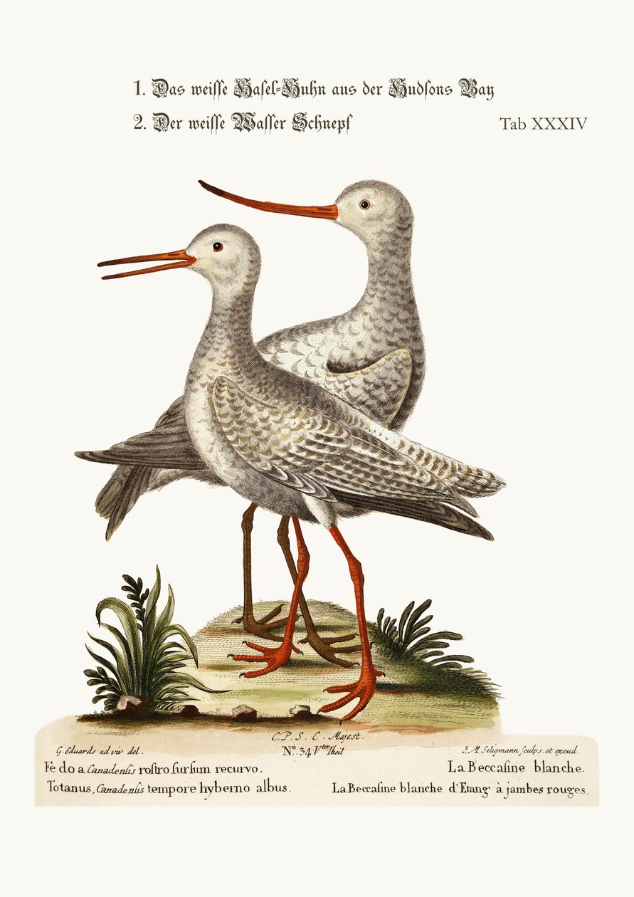 The White Godwit från Hudson
