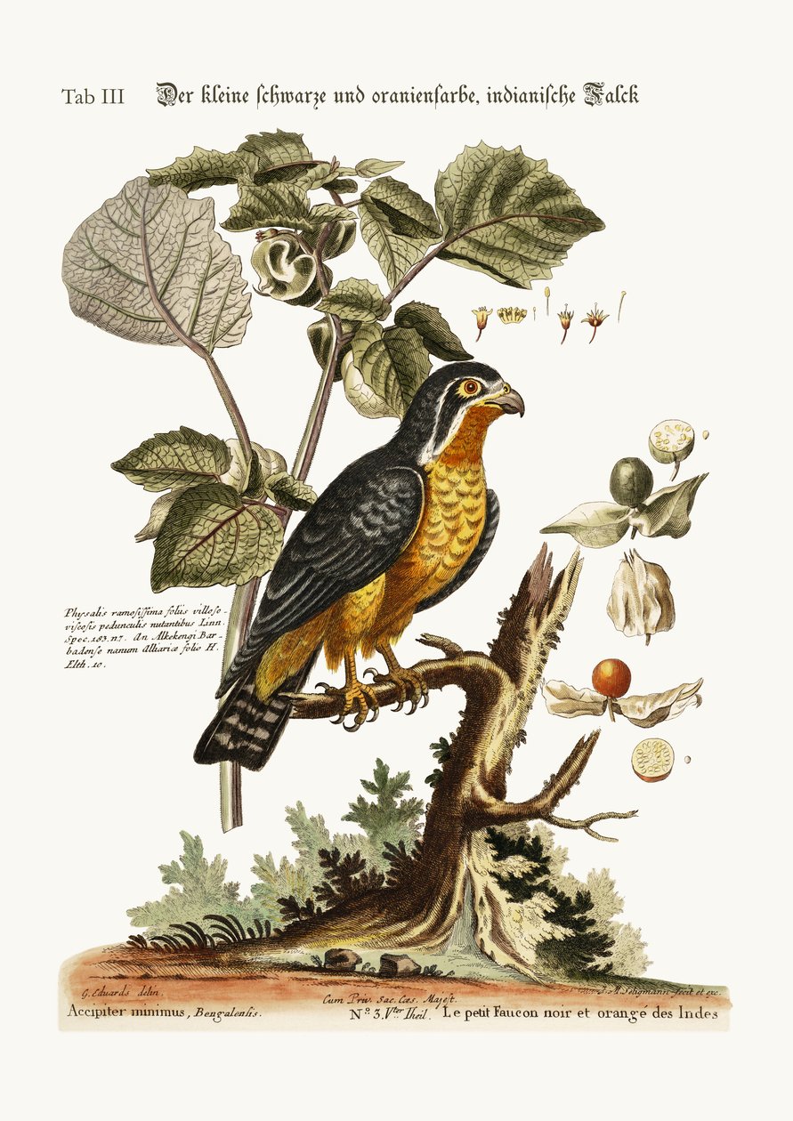 Den lilla svarta och orangefärgade indianhöken, 1749-73 av George Edwards