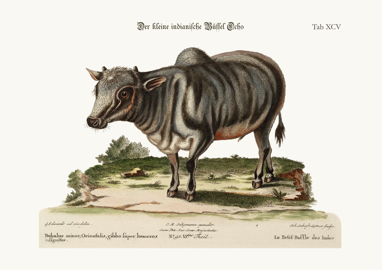 Den lilla indiska buffeln, 1749-73 av George Edwards