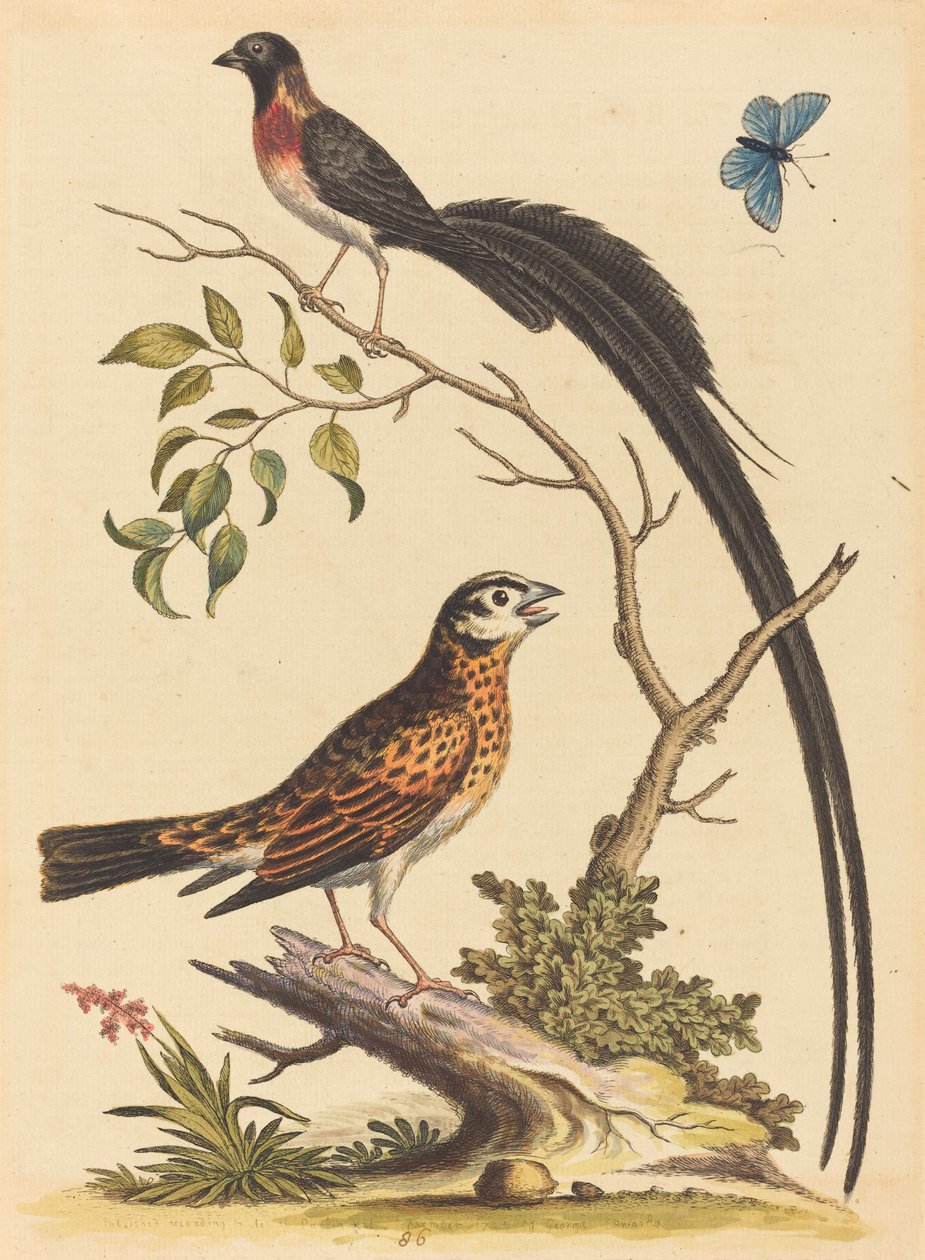 Två fåglar, en med mycket långa svansfjädrar och blå fjäril, publicerad 1745. av George Edwards