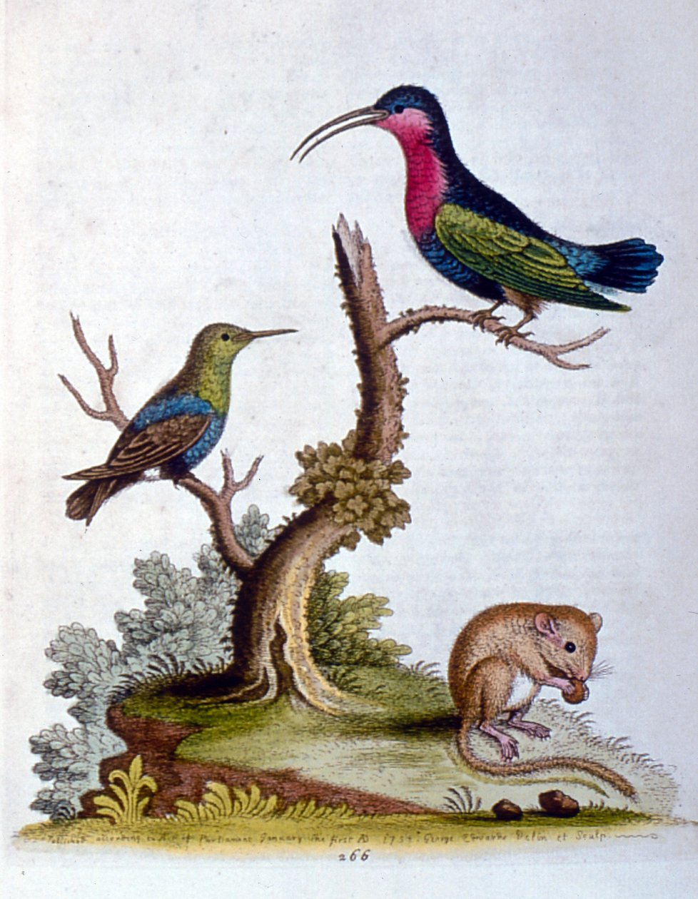 Akvarellillustration från en bok med sällsynta fåglar av G Edwards 1750. George Edwards (1694-1773) var en brittisk naturforskare och ornitolog. Han reste mycket genom Europa och studerade naturhistoria och fåglar i synnerhet. Han fick ett visst erkännande av George Edwards