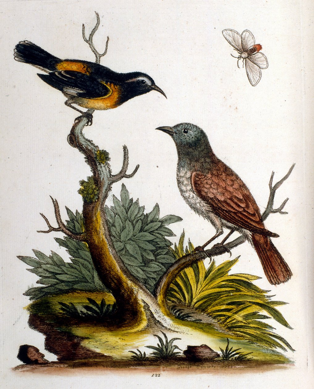 Akvarellillustration från en bok med sällsynta fåglar av G Edwards 1750. George Edwards (1694-1773) var en brittisk naturforskare och ornitolog. Han reste mycket genom Europa och studerade naturhistoria och fåglar i synnerhet. Han fick ett visst erkännande av George Edwards