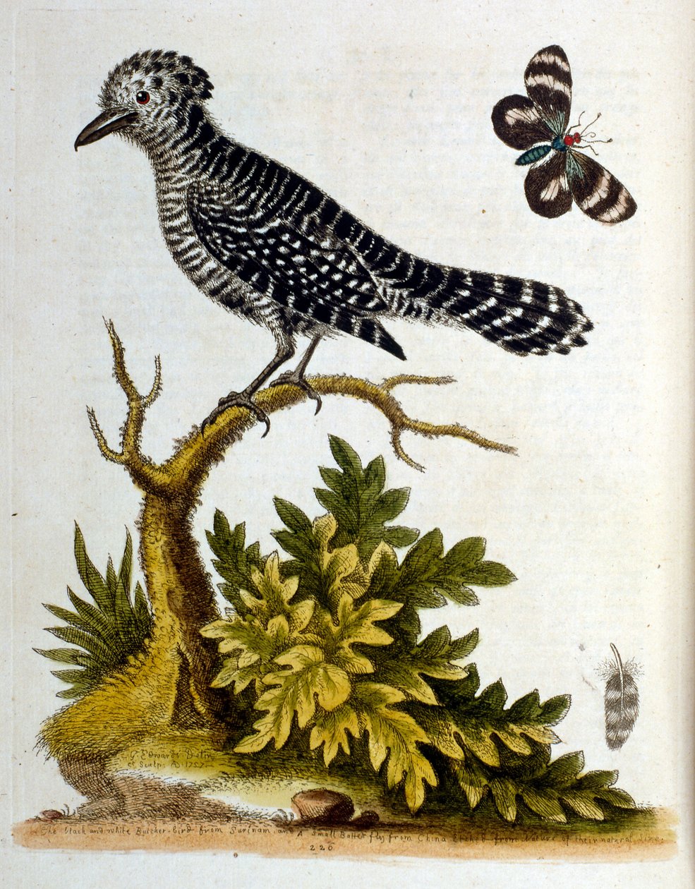 Akvarellillustration från en bok med sällsynta fåglar av G Edwards 1750. George Edwards (1694-1773) var en brittisk naturforskare och ornitolog. Han reste mycket genom Europa och studerade naturhistoria och fåglar i synnerhet. Han fick ett visst erkännande av George Edwards