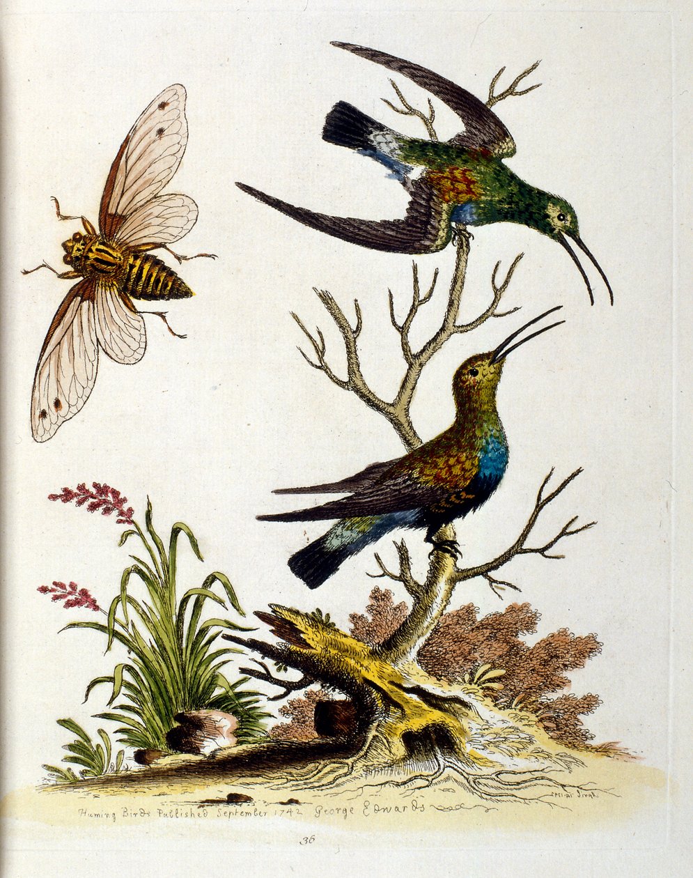 Akvarellillustration från en bok med sällsynta fåglar av G Edwards 1750. George Edwards (1694-1773) var en brittisk naturforskare och ornitolog. Han reste mycket genom Europa och studerade naturhistoria och fåglar i synnerhet. Han fick ett visst erkännande av George Edwards