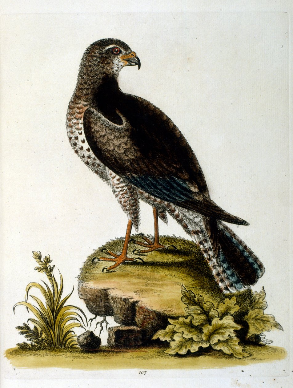 Akvarellillustration från en bok med sällsynta fåglar av G Edwards 1750. George Edwards (1694-1773) var en brittisk naturforskare och ornitolog. Han reste mycket genom Europa och studerade naturhistoria och fåglar i synnerhet. Han fick ett visst erkännande av George Edwards
