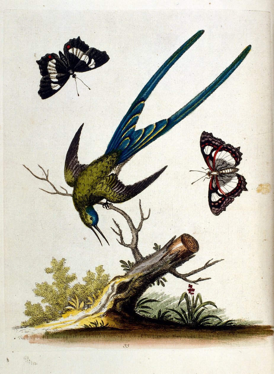 Akvarellillustration från en bok med sällsynta fåglar av G Edwards 1750. George Edwards (1694-1773) var en brittisk naturforskare och ornitolog. Han reste mycket genom Europa och studerade naturhistoria och fåglar i synnerhet. Han fick ett visst erkännande av George Edwards