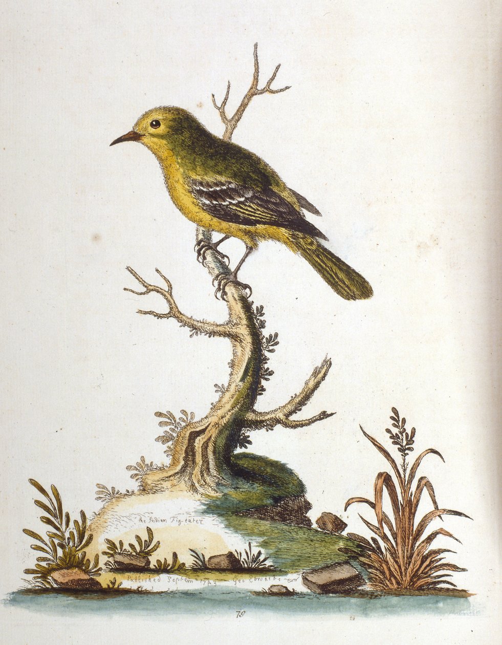 Akvarellillustration från en bok med sällsynta fåglar av G Edwards 1750. George Edwards (1694-1773) var en brittisk naturforskare och ornitolog. Han reste mycket genom Europa och studerade naturhistoria och fåglar i synnerhet. Han fick ett visst erkännande av George Edwards