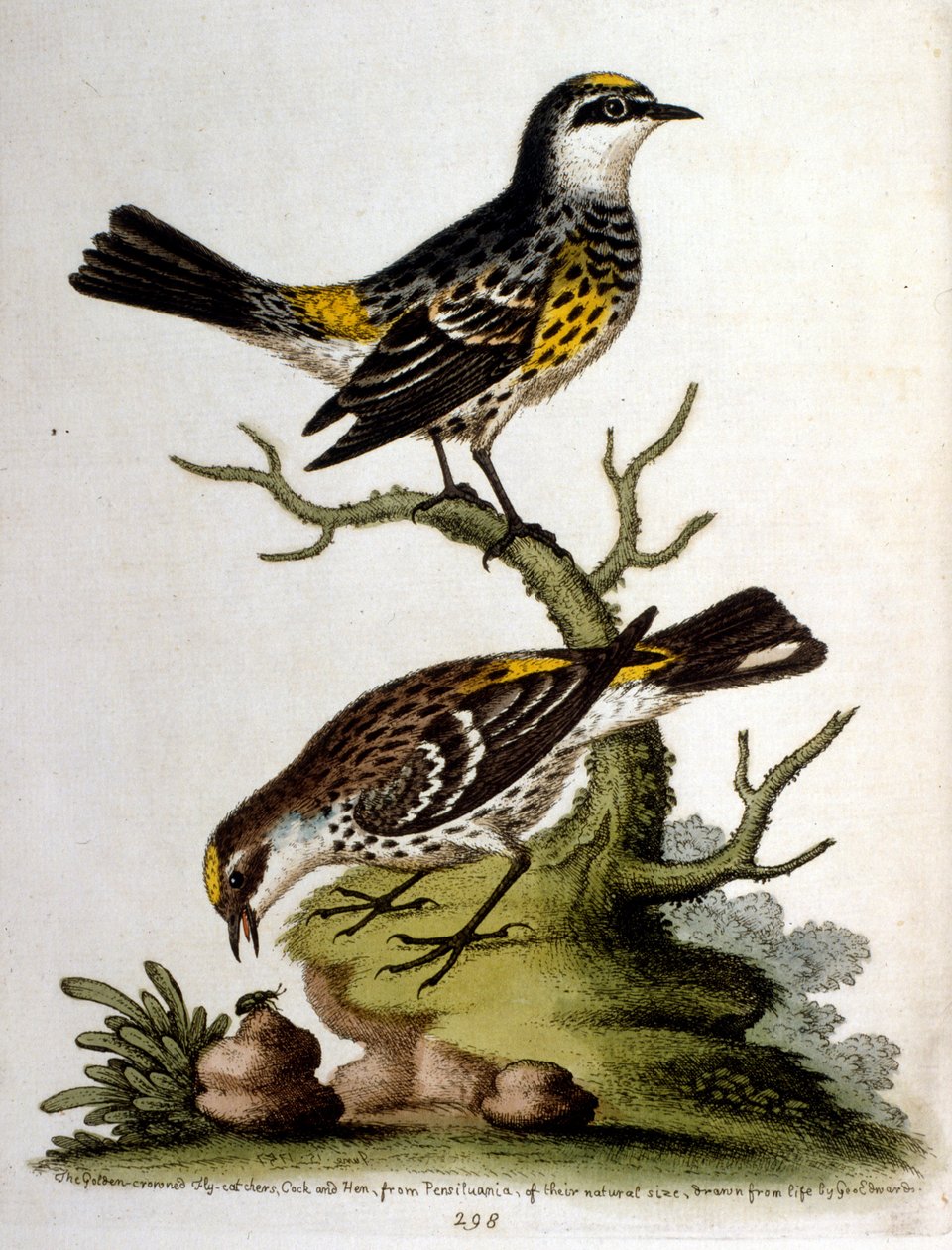Akvarellillustration från en bok med sällsynta fåglar av G Edwards 1750. George Edwards (1694-1773) var en brittisk naturforskare och ornitolog. Han reste mycket genom Europa och studerade naturhistoria och fåglar i synnerhet. Han fick ett visst erkännande av George Edwards