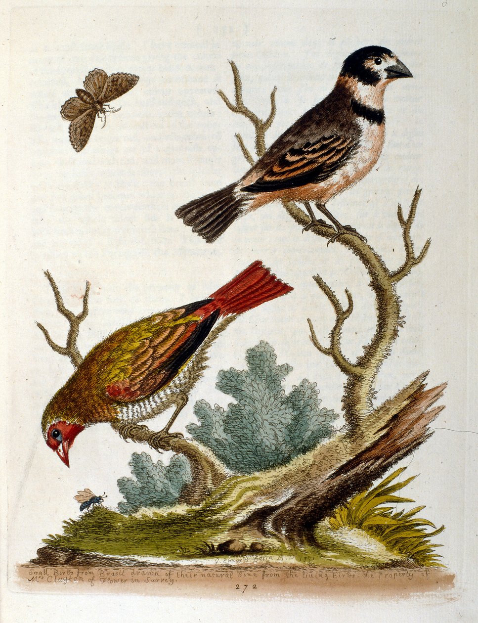 Akvarellillustration från en bok med sällsynta fåglar av G Edwards 1750. George Edwards (1694-1773) var en brittisk naturforskare och ornitolog. Han reste mycket genom Europa och studerade naturhistoria och fåglar i synnerhet. Han fick ett visst erkännande av George Edwards