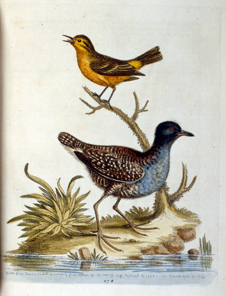 Akvarellillustration från en bok med sällsynta fåglar av G Edwards 1750. George Edwards (1694-1773) var en brittisk naturforskare och ornitolog. Han reste mycket genom Europa och studerade naturhistoria och fåglar i synnerhet. Han fick ett visst erkännande av George Edwards