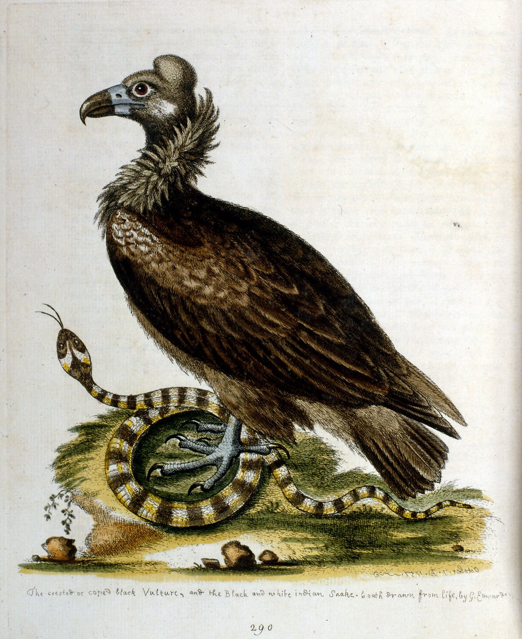 Akvarellillustration från en bok med sällsynta fåglar av G Edwards 1750. George Edwards (1694-1773) var en brittisk naturforskare och ornitolog. Han reste mycket genom Europa och studerade naturhistoria och fåglar i synnerhet. Han fick ett visst erkännande av George Edwards