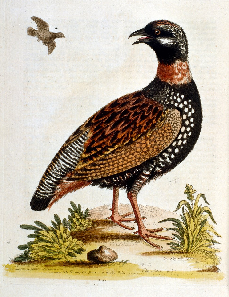 Akvarellillustration från en bok med sällsynta fåglar av G Edwards 1750. George Edwards (1694-1773) var en brittisk naturforskare och ornitolog. Han reste mycket genom Europa och studerade naturhistoria och fåglar i synnerhet. Han fick ett visst erkännande av George Edwards