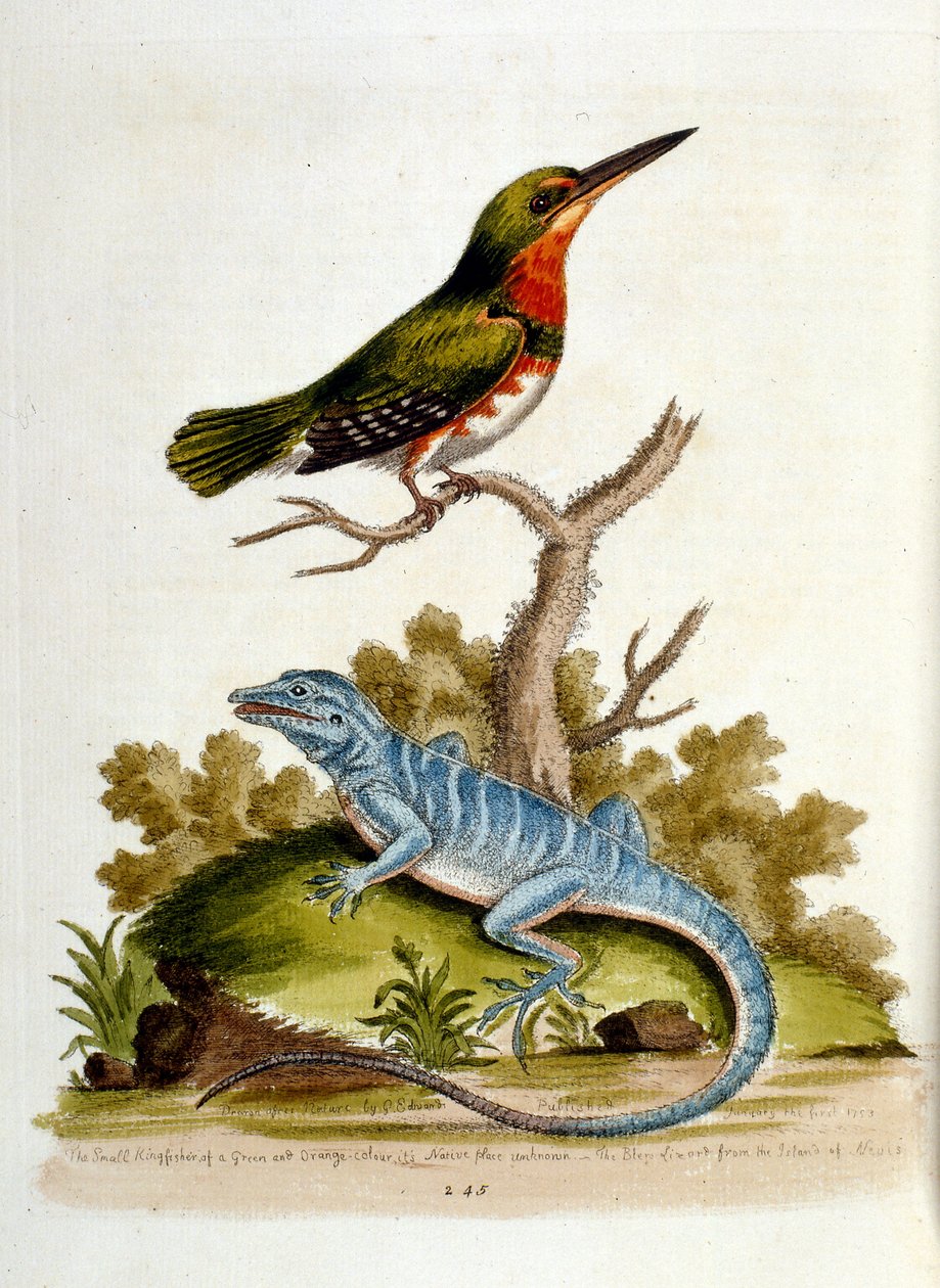 Akvarellillustration från en bok med sällsynta fåglar av G Edwards 1750. George Edwards (1694-1773) var en brittisk naturforskare och ornitolog. Han reste mycket genom Europa och studerade naturhistoria och fåglar i synnerhet. Han fick ett visst erkännande av George Edwards