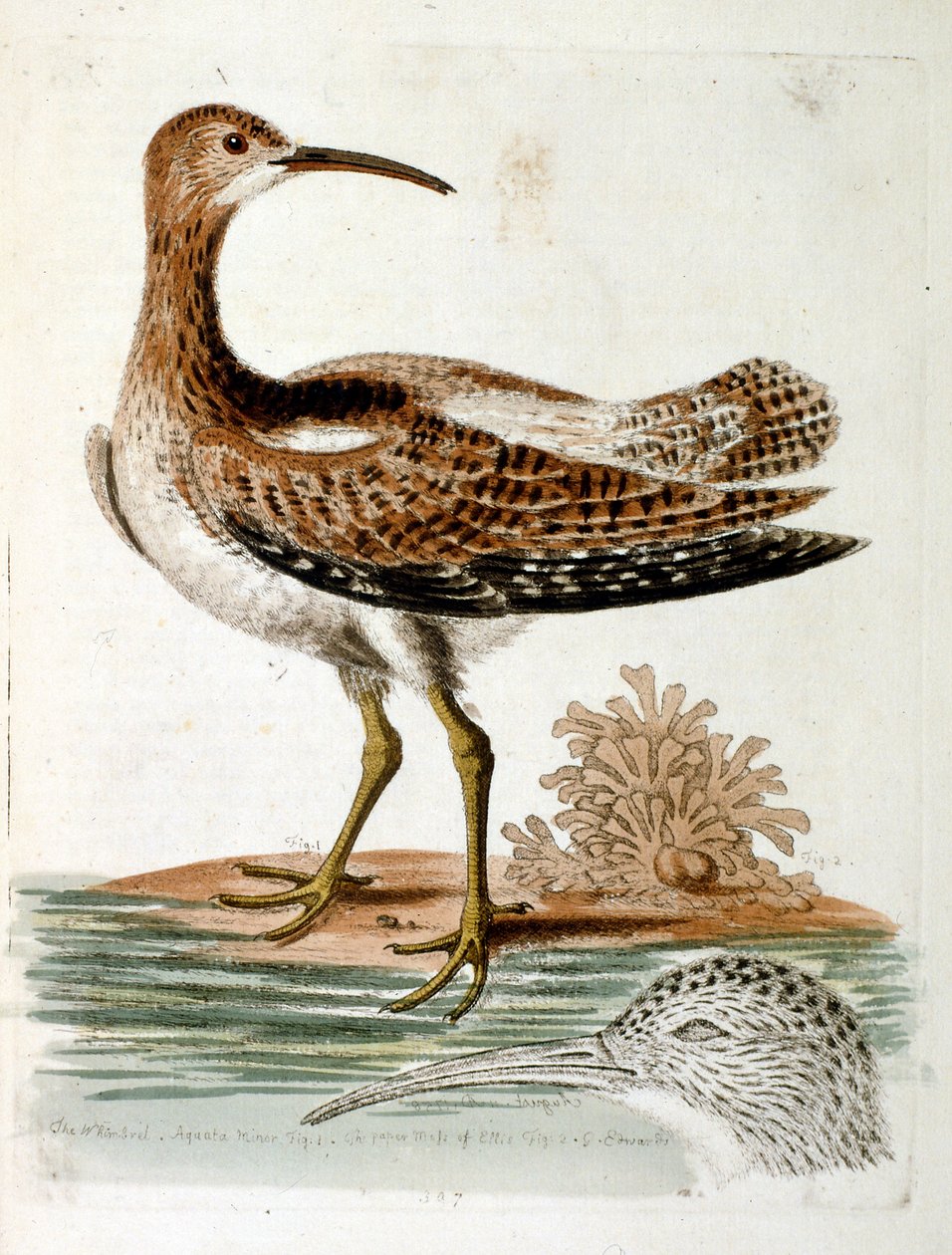 Akvarellillustration från en bok med sällsynta fåglar av G Edwards 1750. George Edwards (1694-1773) var en brittisk naturforskare och ornitolog. Han reste mycket genom Europa och studerade naturhistoria och fåglar i synnerhet. Han fick ett visst erkännande av George Edwards