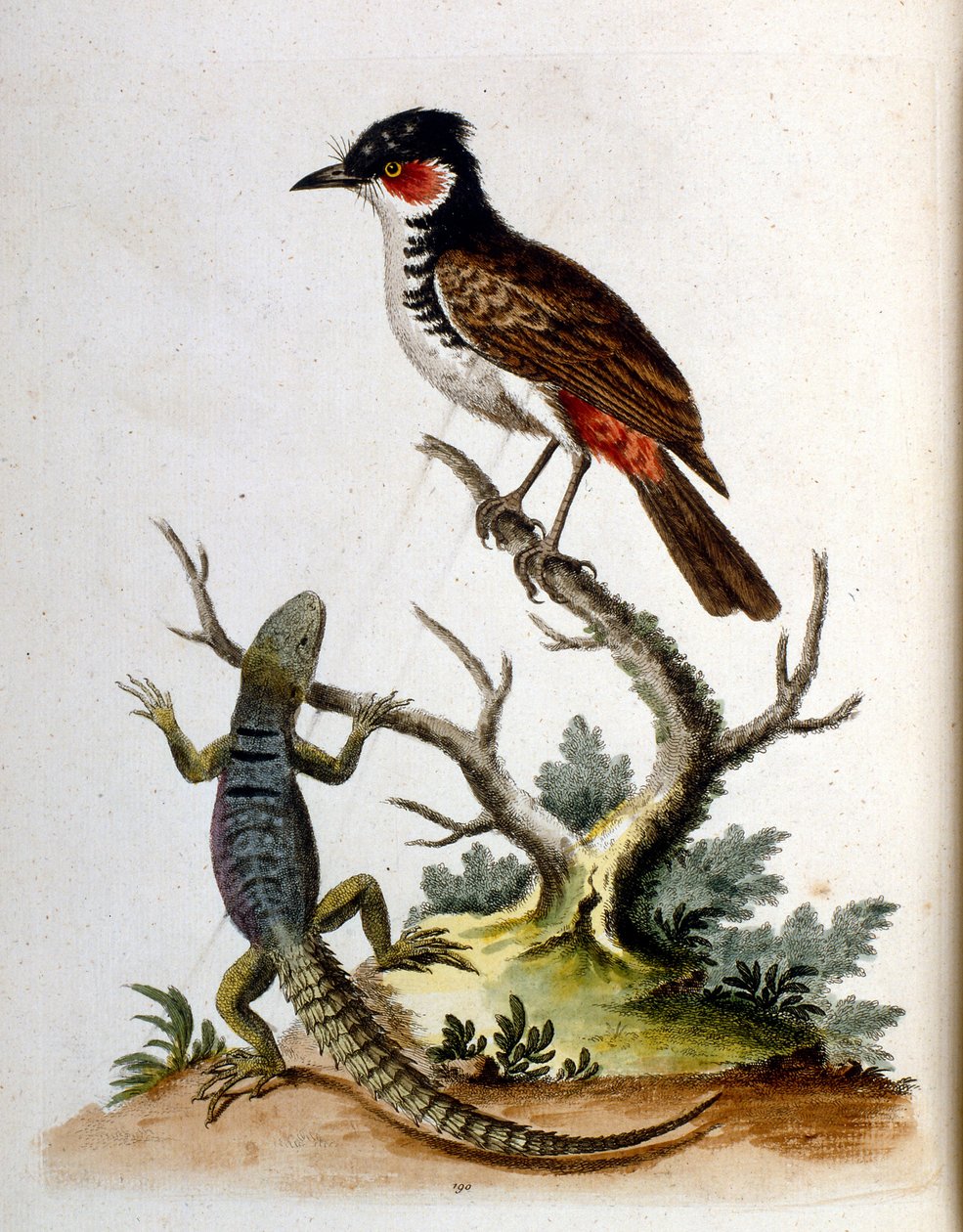 Akvarellillustration från en bok med sällsynta fåglar av G Edwards 1750. George Edwards (1694-1773) var en brittisk naturforskare och ornitolog. Han reste mycket genom Europa och studerade naturhistoria och fåglar i synnerhet. Han fick ett visst erkännande av George Edwards