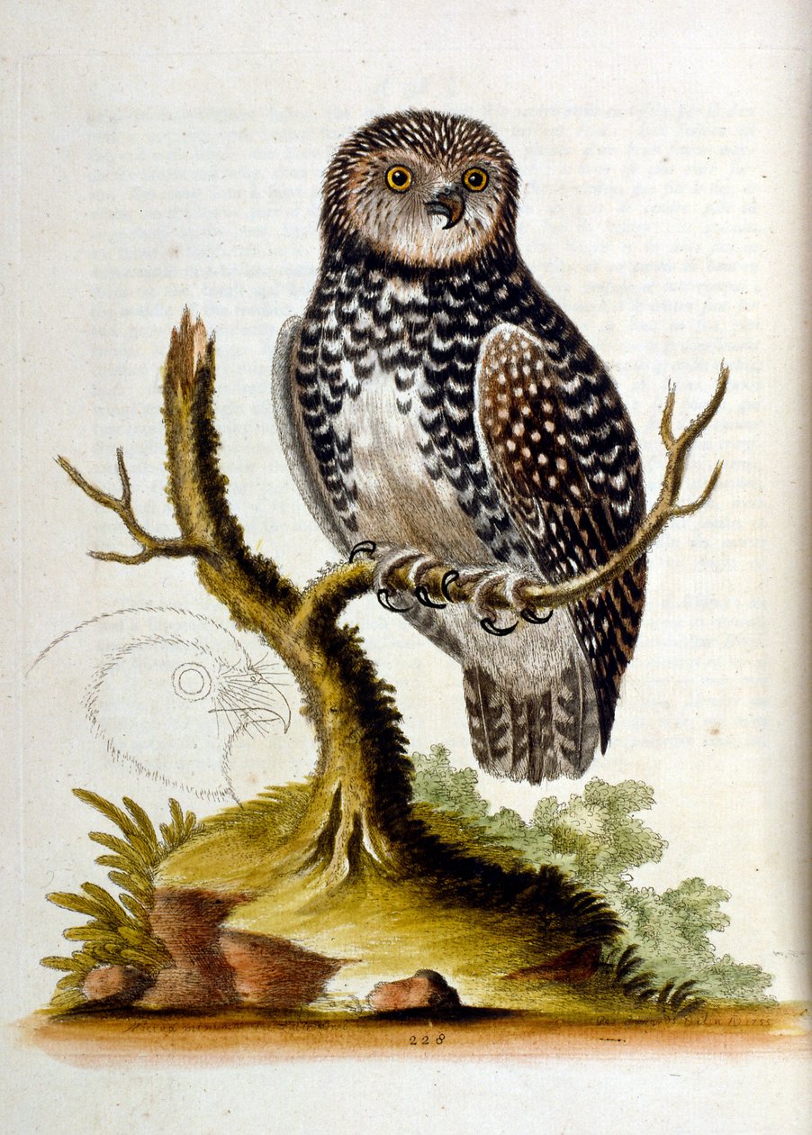 Akvarellillustration från en bok med sällsynta fåglar av G Edwards 1750. George Edwards (1694-1773) var en brittisk naturforskare och ornitolog. Han reste mycket genom Europa och studerade naturhistoria och fåglar i synnerhet. Han fick ett visst erkännande av George Edwards