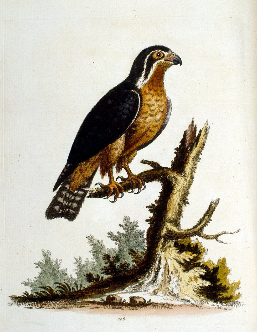 Akvarellillustration från en bok med sällsynta fåglar av G Edwards 1750. George Edwards (1694-1773) var en brittisk naturforskare och ornitolog. Han reste mycket genom Europa och studerade naturhistoria och fåglar i synnerhet. Han fick ett visst erkännande av George Edwards