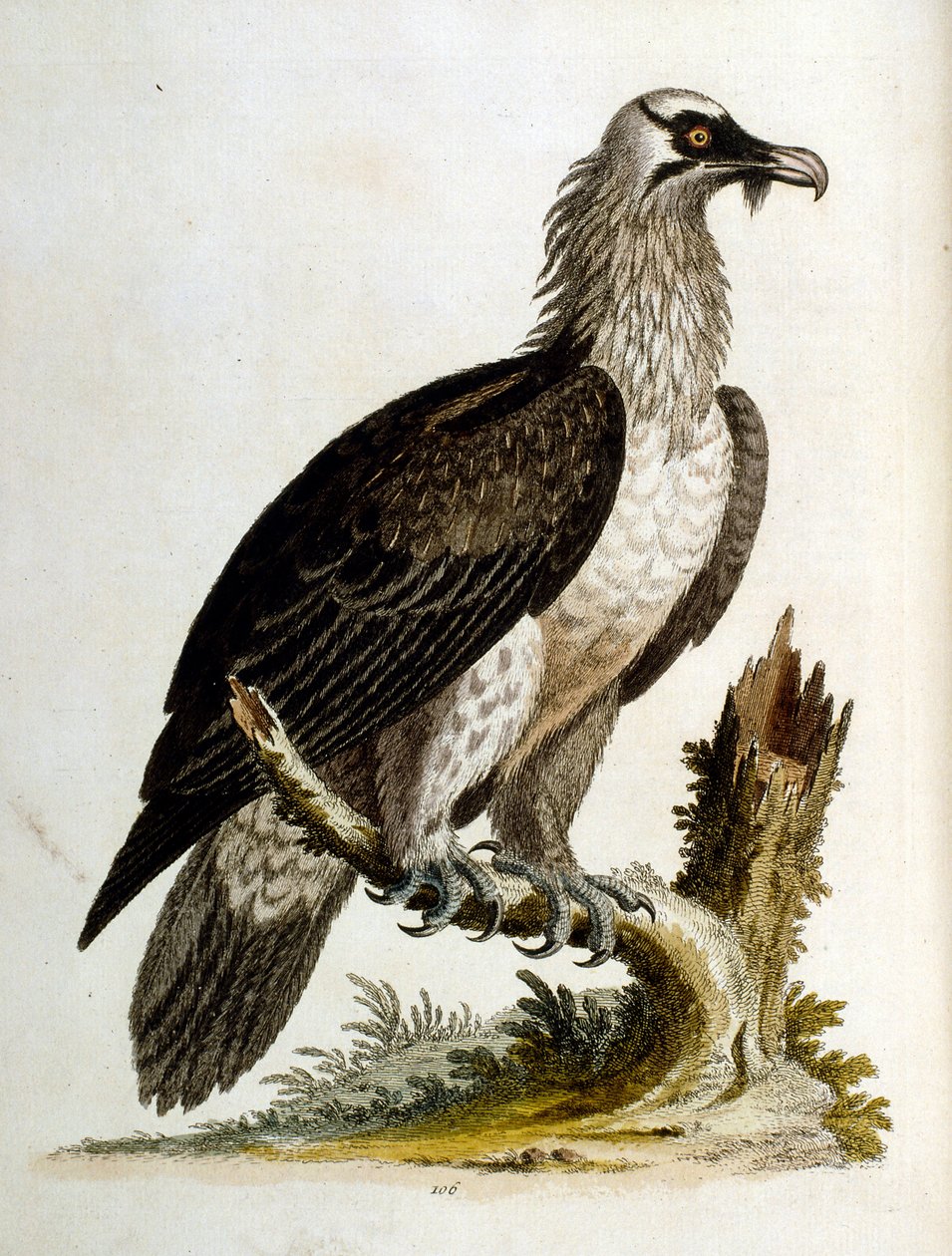 Akvarellillustration från en bok med sällsynta fåglar av G Edwards 1750. George Edwards (1694-1773) var en brittisk naturforskare och ornitolog. Han reste mycket genom Europa och studerade naturhistoria och fåglar i synnerhet. Han fick ett visst erkännande av George Edwards