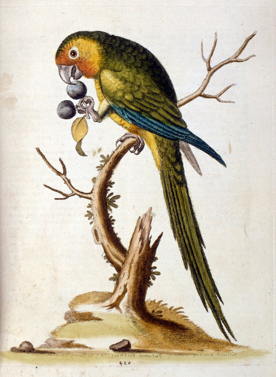 Akvarellillustration från en bok med sällsynta fåglar av G Edwards 1750. George Edwards (1694-1773) var en brittisk naturforskare och ornitolog. Han reste mycket genom Europa och studerade naturhistoria och fåglar i synnerhet. Han fick ett visst erkännande av George Edwards