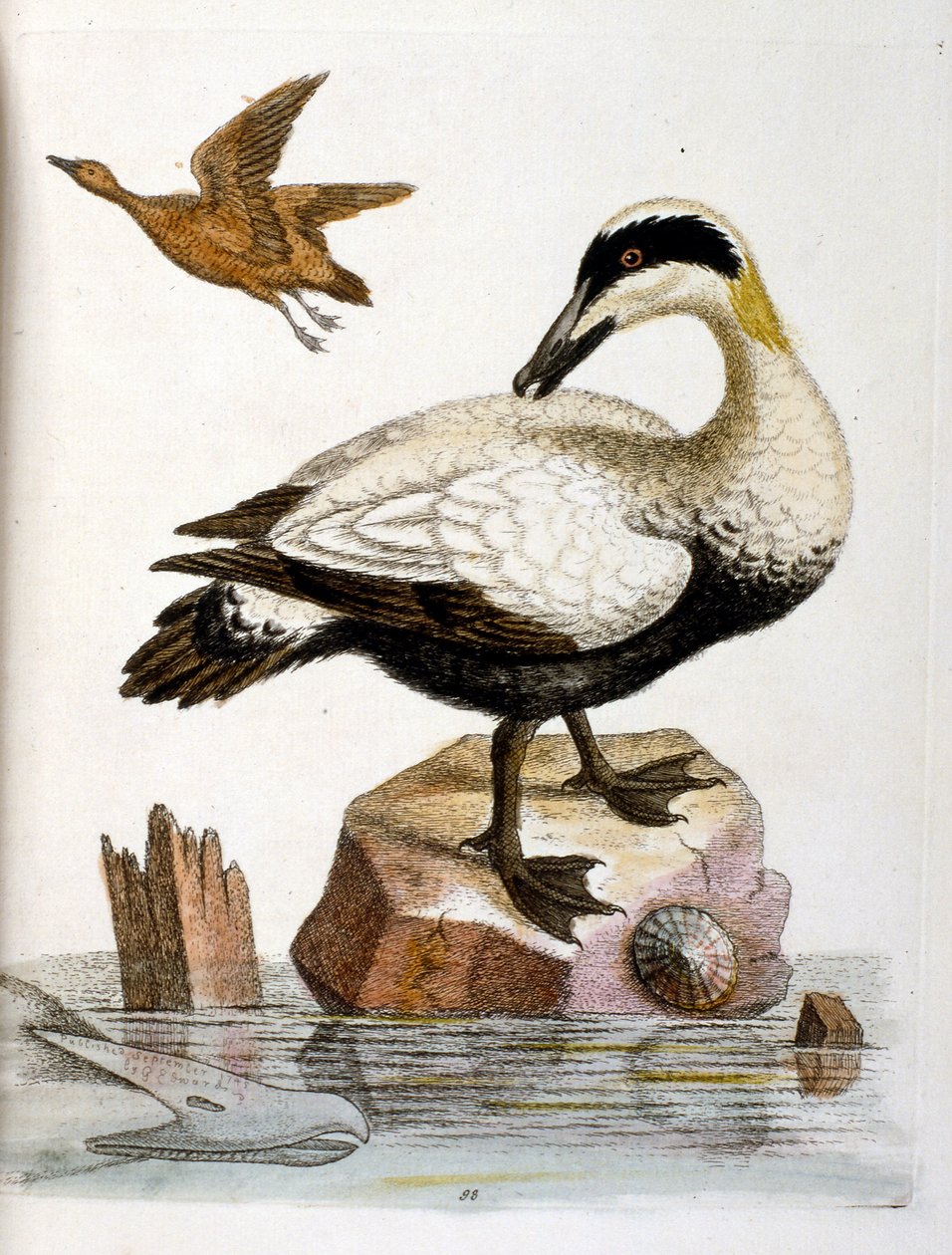 Akvarellillustration från en bok med sällsynta fåglar av G Edwards 1750. George Edwards (1694-1773) var en brittisk naturforskare och ornitolog. Han reste mycket genom Europa och studerade naturhistoria och fåglar i synnerhet. Han fick ett visst erkännande av George Edwards
