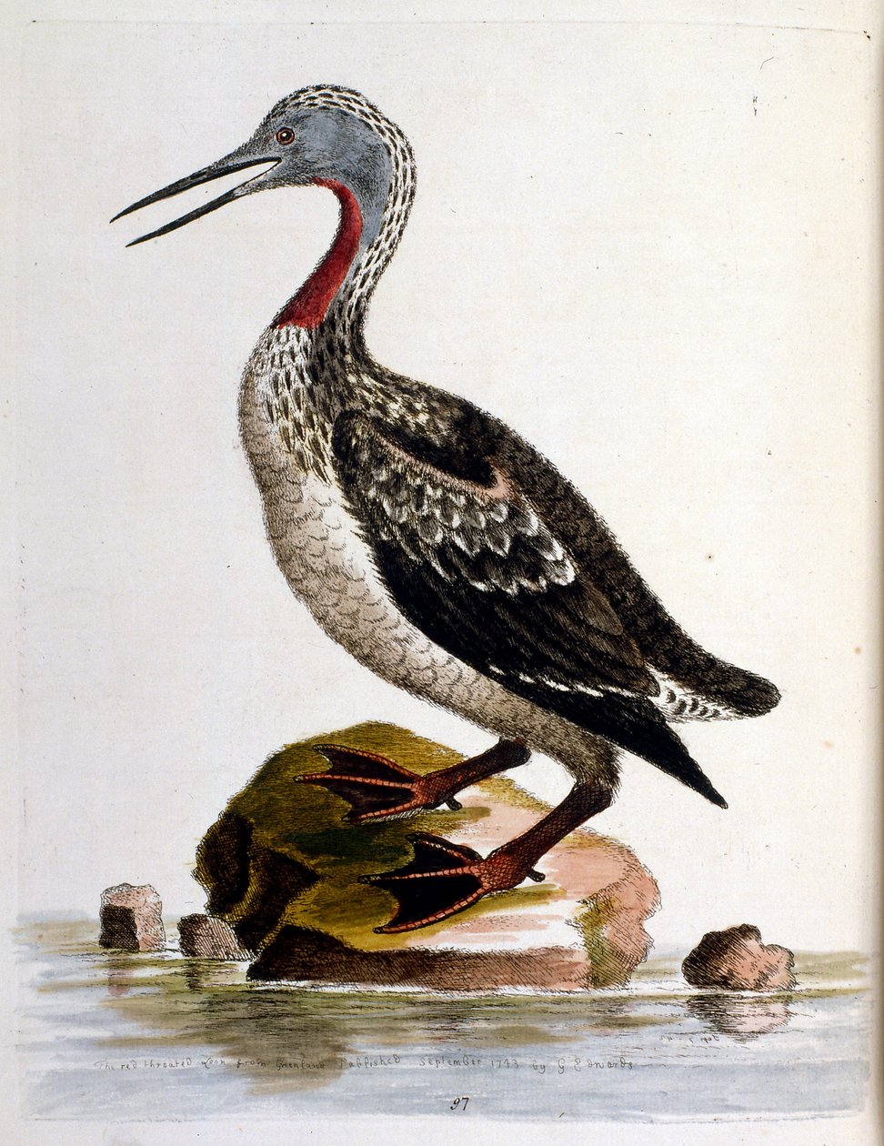 Akvarellillustration från en bok med sällsynta fåglar av G Edwards 1750. George Edwards (1694-1773) var en brittisk naturforskare och ornitolog. Han reste mycket genom Europa och studerade naturhistoria och fåglar i synnerhet. Han fick ett visst erkännande av George Edwards