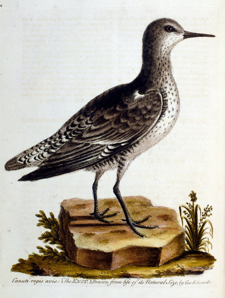 Akvarellillustration från en bok med sällsynta fåglar av G Edwards 1750. George Edwards (1694-1773) var en brittisk naturforskare och ornitolog. Han reste mycket genom Europa och studerade naturhistoria och fåglar i synnerhet. Han fick ett visst erkännande av George Edwards