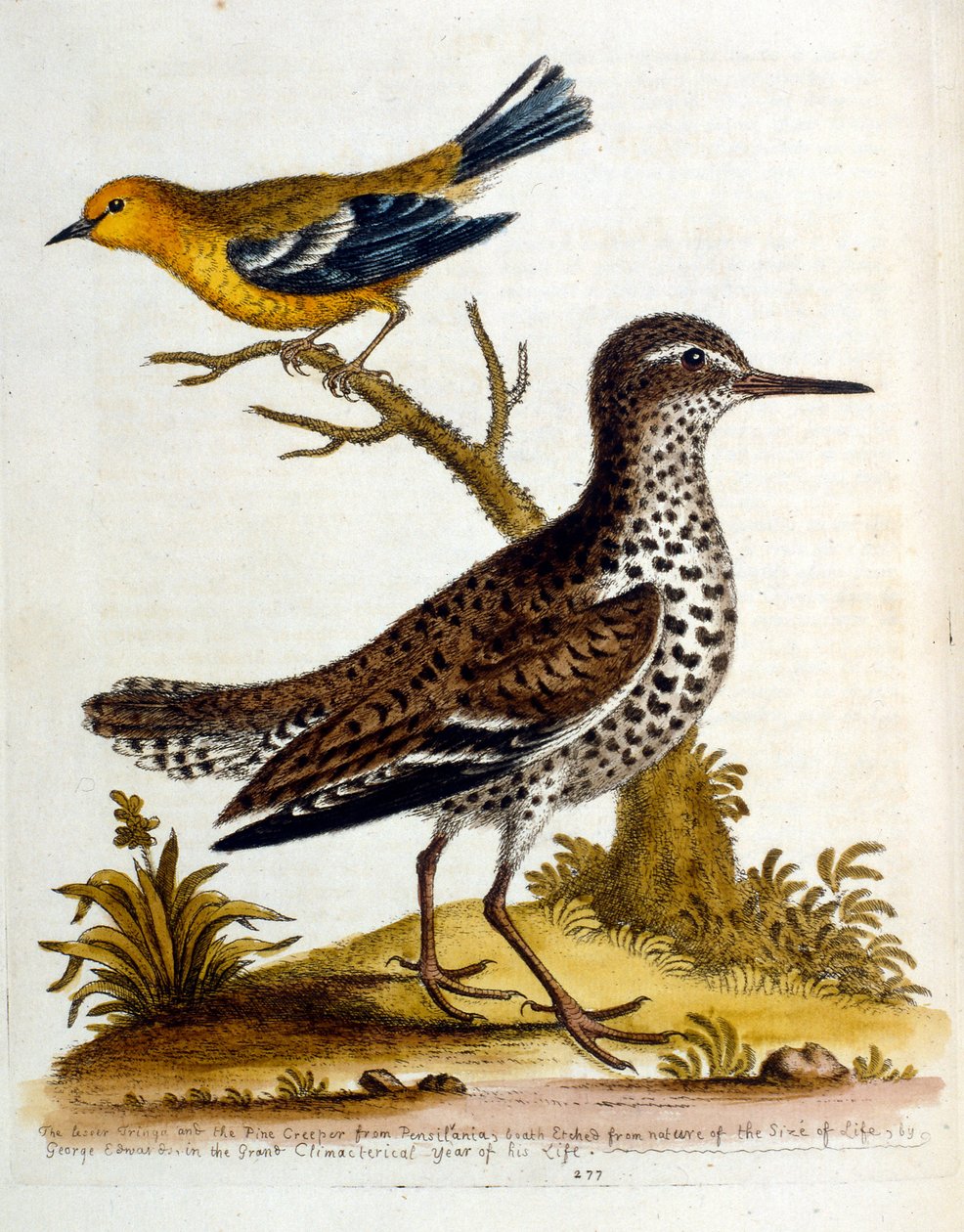 Akvarellillustration från en bok med sällsynta fåglar av G Edwards 1750. George Edwards (1694-1773) var en brittisk naturforskare och ornitolog. Han reste mycket genom Europa och studerade naturhistoria och fåglar i synnerhet. Han fick ett visst erkännande av George Edwards