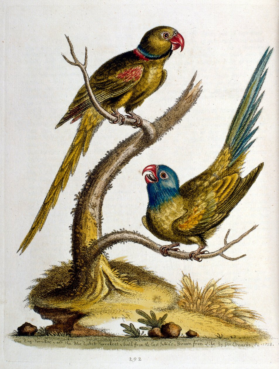 Akvarellillustration från en bok med sällsynta fåglar av G Edwards 1750. George Edwards (1694-1773) var en brittisk naturforskare och ornitolog. Han reste mycket genom Europa och studerade naturhistoria och fåglar i synnerhet. Han fick ett visst erkännande av George Edwards