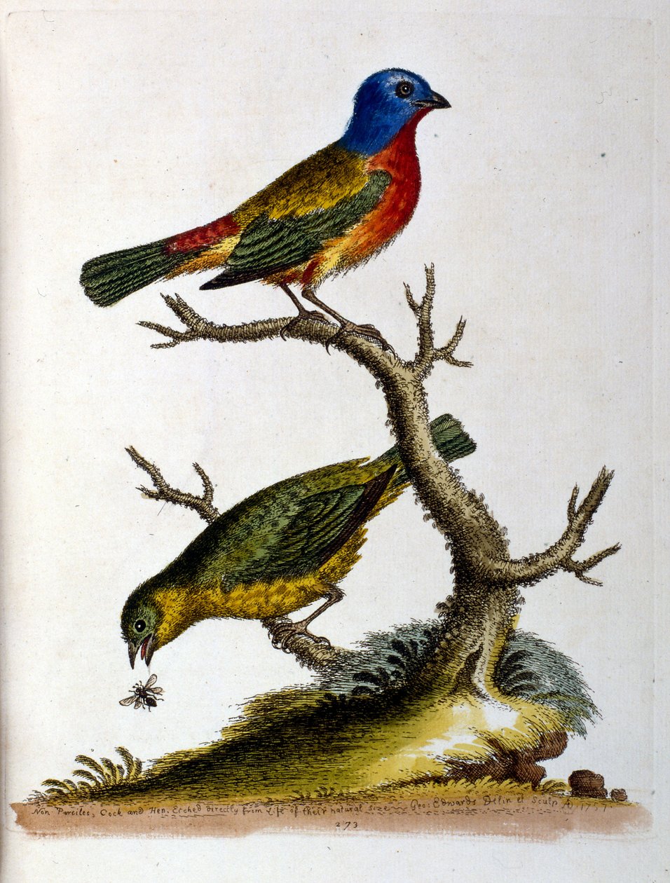 Akvarellillustration från en bok med sällsynta fåglar av G Edwards 1750. George Edwards (1694-1773) var en brittisk naturforskare och ornitolog. Han reste mycket genom Europa och studerade naturhistoria och fåglar i synnerhet. Han fick ett visst erkännande av George Edwards