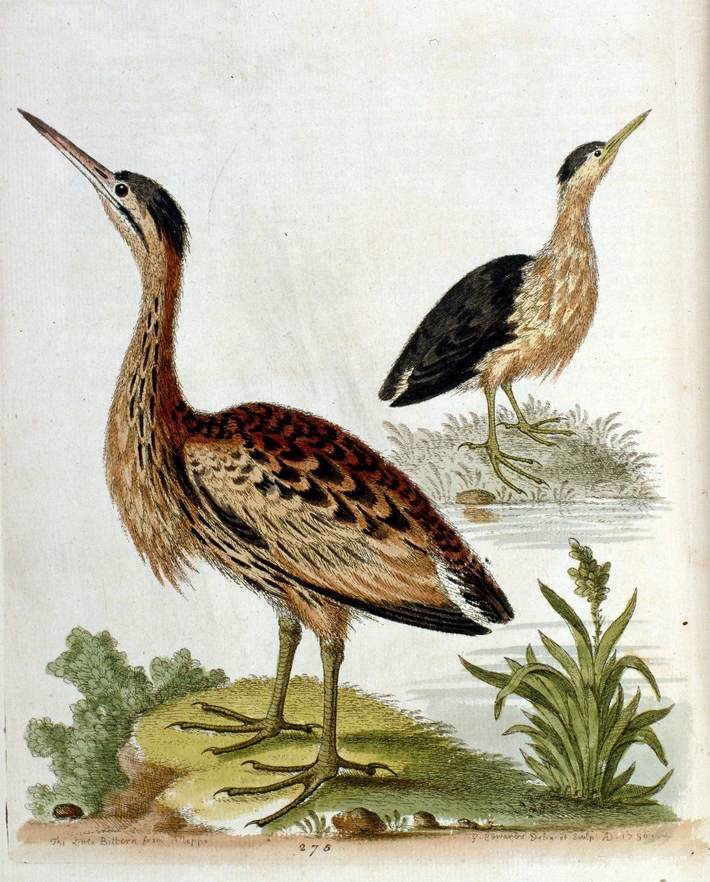 Akvarellillustration från en bok med sällsynta fåglar av G Edwards 1750. George Edwards (1694-1773) var en brittisk naturforskare och ornitolog. Han reste mycket genom Europa och studerade naturhistoria och fåglar i synnerhet. Han fick ett visst erkännande av George Edwards
