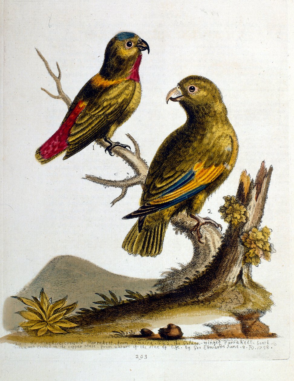 Akvarellillustration från en bok med sällsynta fåglar av G Edwards 1750. George Edwards (1694-1773) var en brittisk naturforskare och ornitolog. Han reste mycket genom Europa och studerade naturhistoria och fåglar i synnerhet. Han fick ett visst erkännande av George Edwards