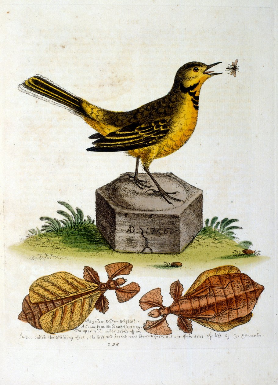 Akvarellillustration från en bok med sällsynta fåglar av G Edwards 1750. George Edwards (1694-1773) var en brittisk naturforskare och ornitolog. Han reste mycket genom Europa och studerade naturhistoria och fåglar i synnerhet. Han fick ett visst erkännande av George Edwards