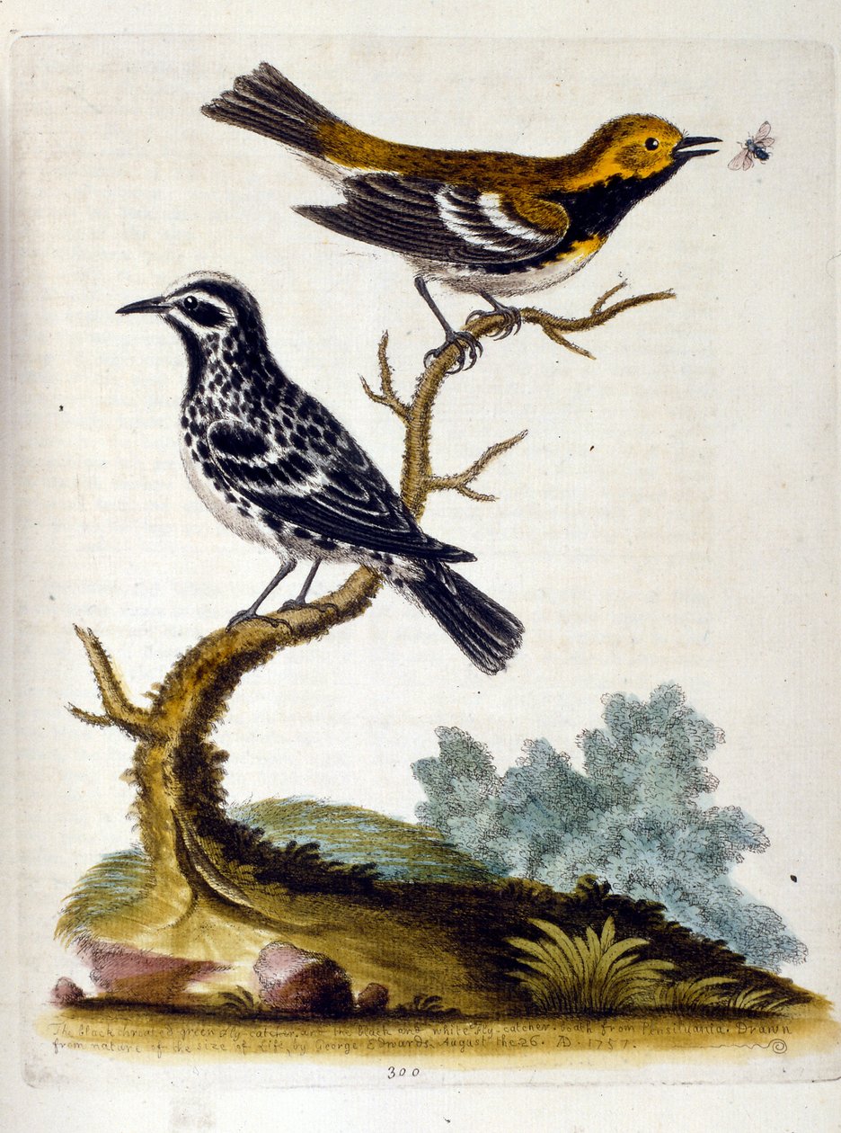 Akvarellillustration från en bok med sällsynta fåglar av G Edwards 1750. George Edwards (1694-1773) var en brittisk naturforskare och ornitolog. Han reste mycket genom Europa och studerade naturhistoria och fåglar i synnerhet. Han fick ett visst erkännande av George Edwards