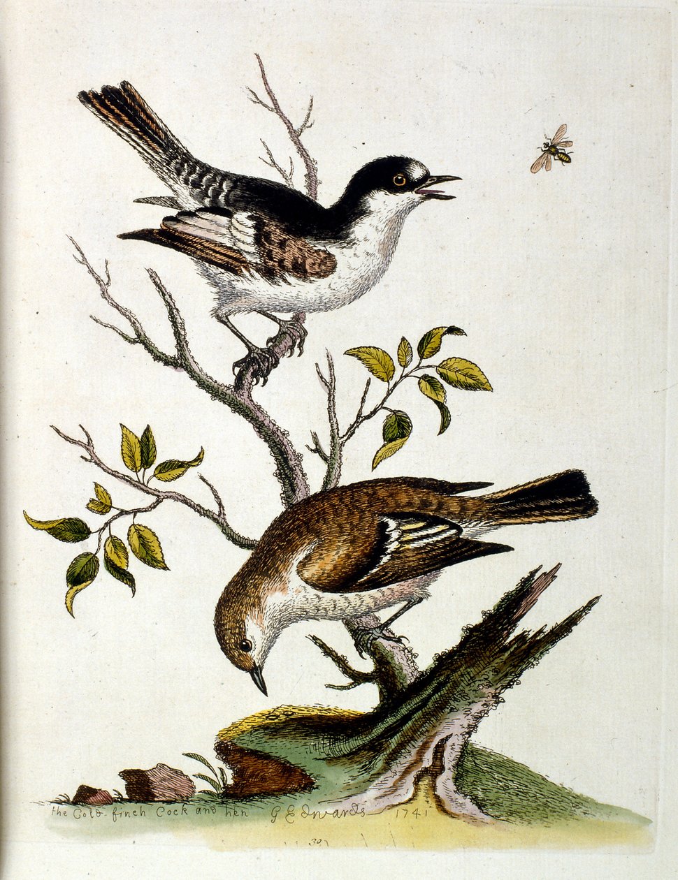 Akvarellillustration från en bok med sällsynta fåglar av G Edwards 1750. George Edwards (1694-1773) var en brittisk naturforskare och ornitolog. Han reste mycket genom Europa och studerade naturhistoria och fåglar i synnerhet. Han fick ett visst erkännande av George Edwards
