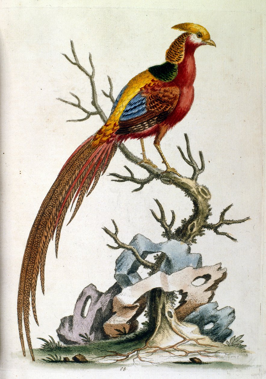 Akvarellillustration från en bok med sällsynta fåglar av G Edwards 1750. George Edwards (1694-1773) var en brittisk naturforskare och ornitolog. Han reste mycket genom Europa och studerade naturhistoria och fåglar i synnerhet. Han fick ett visst erkännande av George Edwards