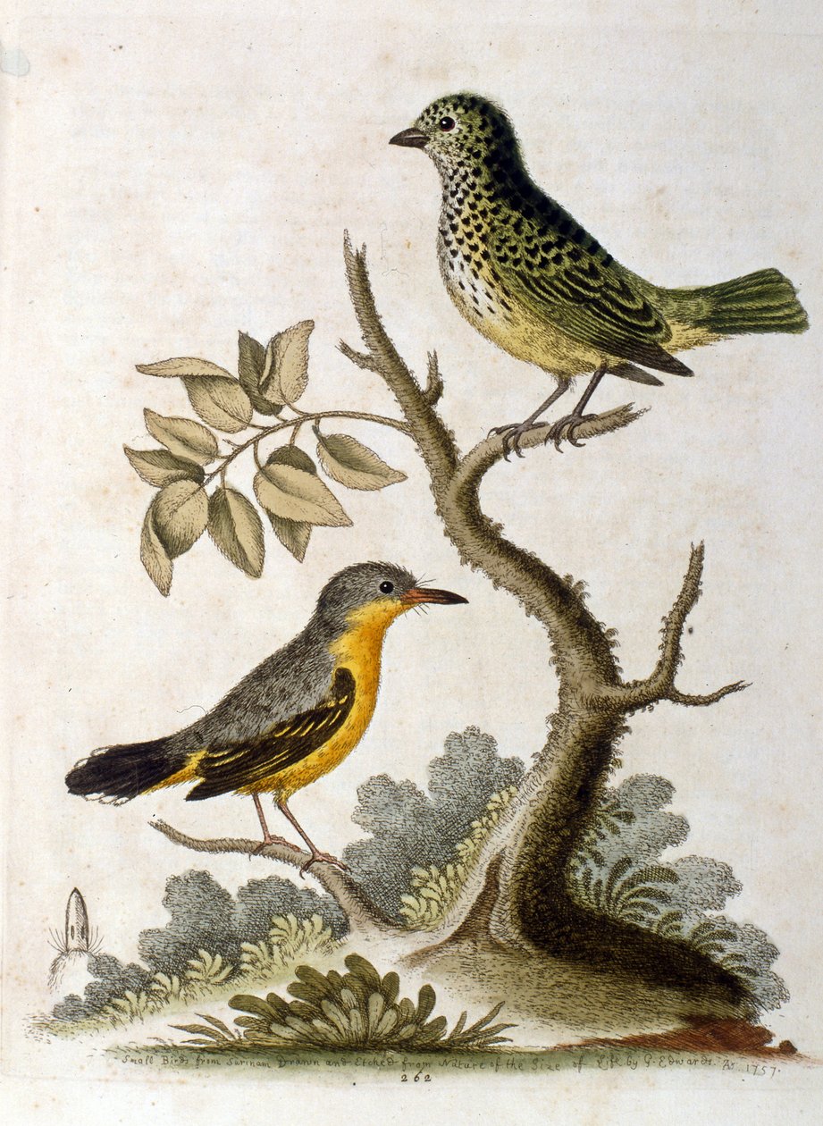 Akvarellillustration av en tretåig sengångare av G Edwards 1758. George Edwards (1694-1773) var en brittisk naturforskare och ornitolog. Han reste mycket genom Europa och studerade naturhistoria och fåglar i synnerhet. Han fick ett visst erkännande av George Edwards