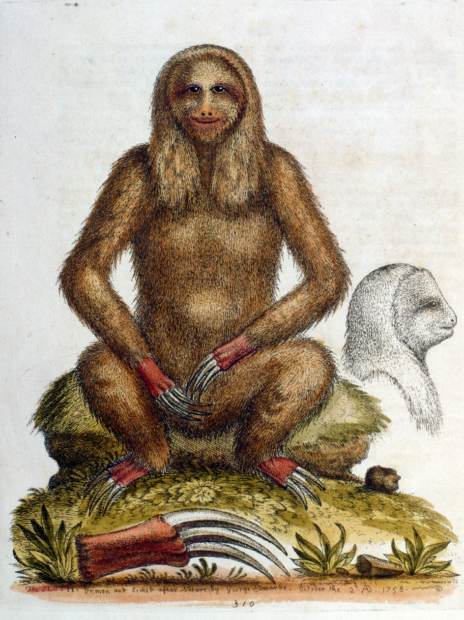Akvarellillustration av en tretåig sengångare av G Edwards 1758. George Edwards (1694-1773) var en brittisk naturforskare och ornitolog. Han reste mycket genom Europa och studerade naturhistoria och fåglar i synnerhet. Han fick ett visst erkännande av George Edwards
