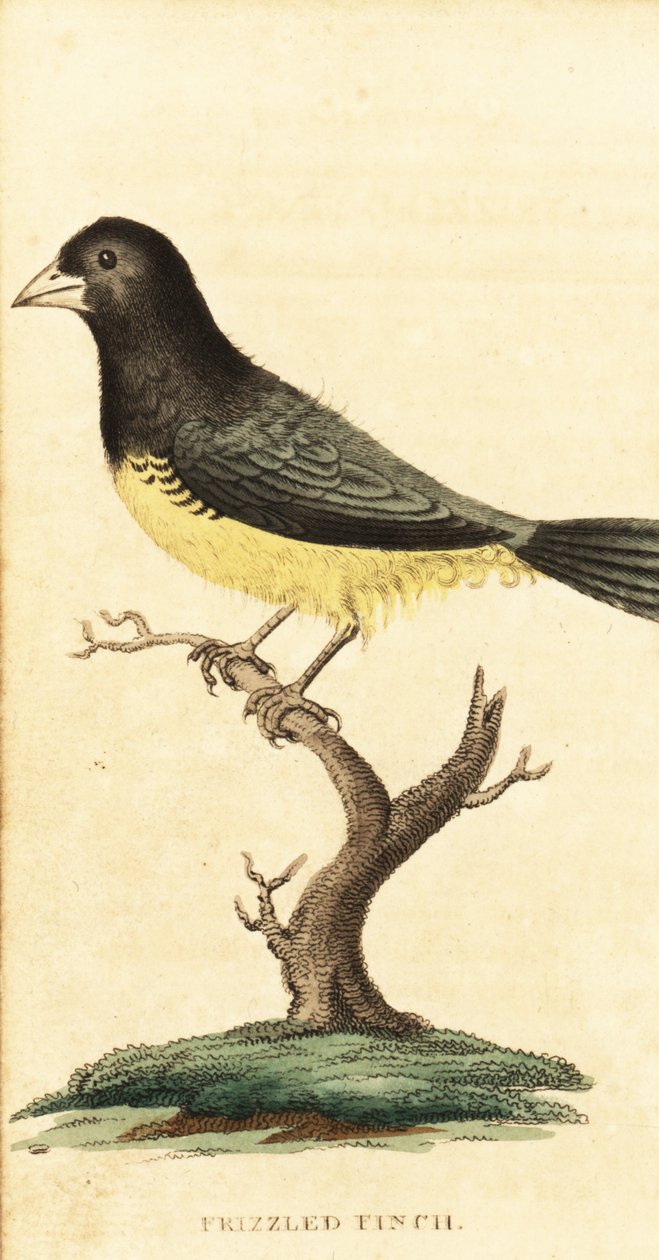 Gulmagad fröätare, Sporophila nigricollis., 1800 (gravyr) av George Edwards