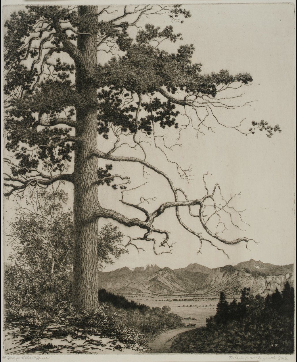 Old Pine, Estes Park av George Elbert Burr