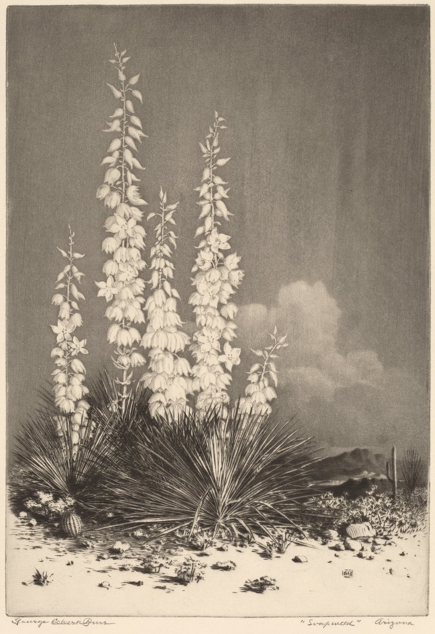 Soapweed, Arizona (nr 2) av George Elbert Burr