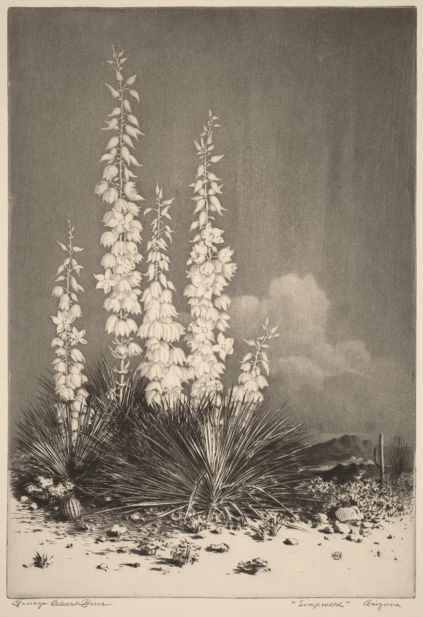 Soapweed, Arizona (nr 2) av George Elbert Burr
