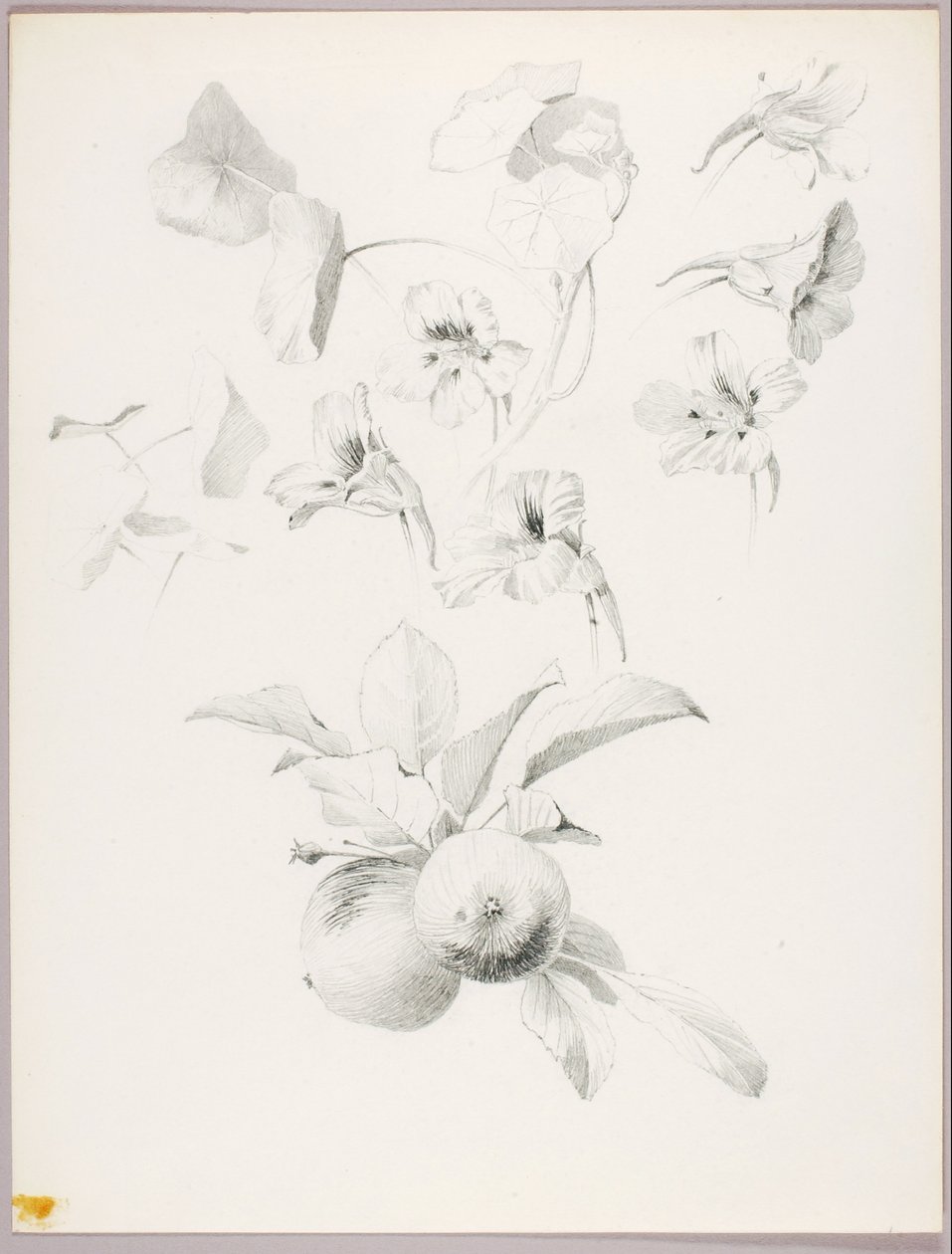Utan titel (botanisk studie) av George Elbert Burr