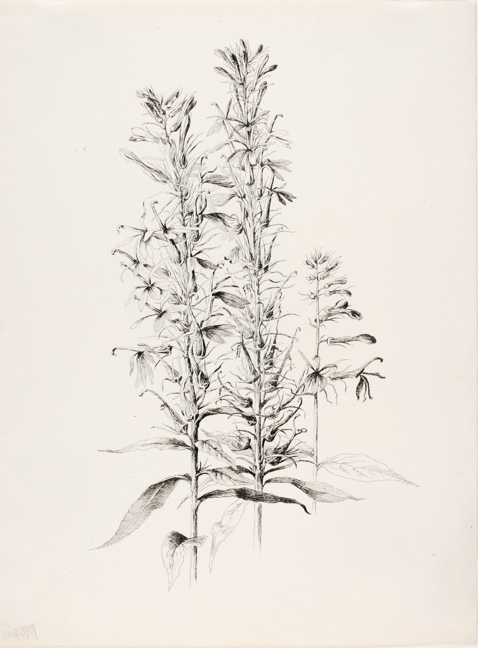 Utan titel (Kardinalblomma, Lobelia Cardinalis) av George Elbert Burr
