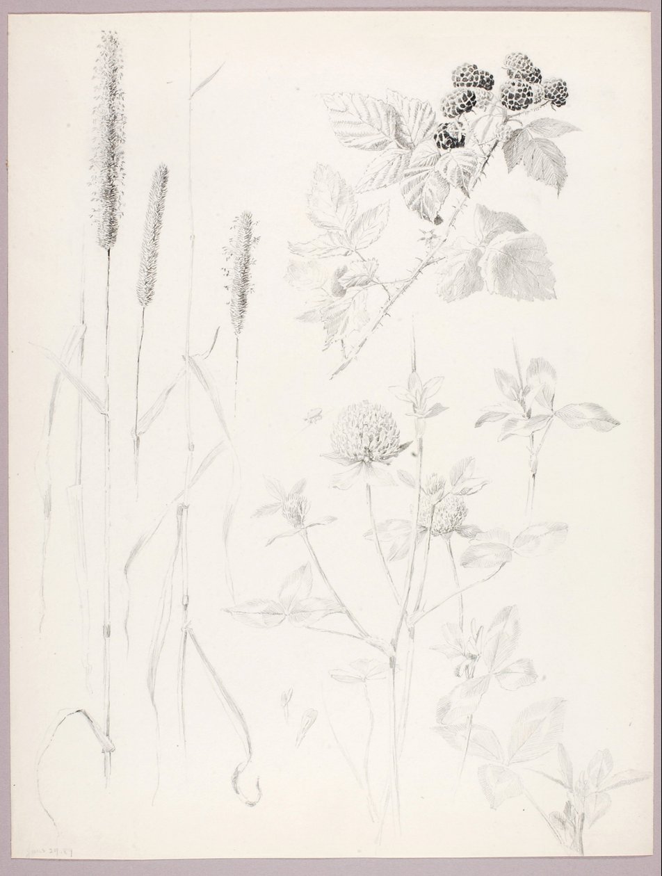 Utan titel (Kattfot, klöver och björnbär) av George Elbert Burr
