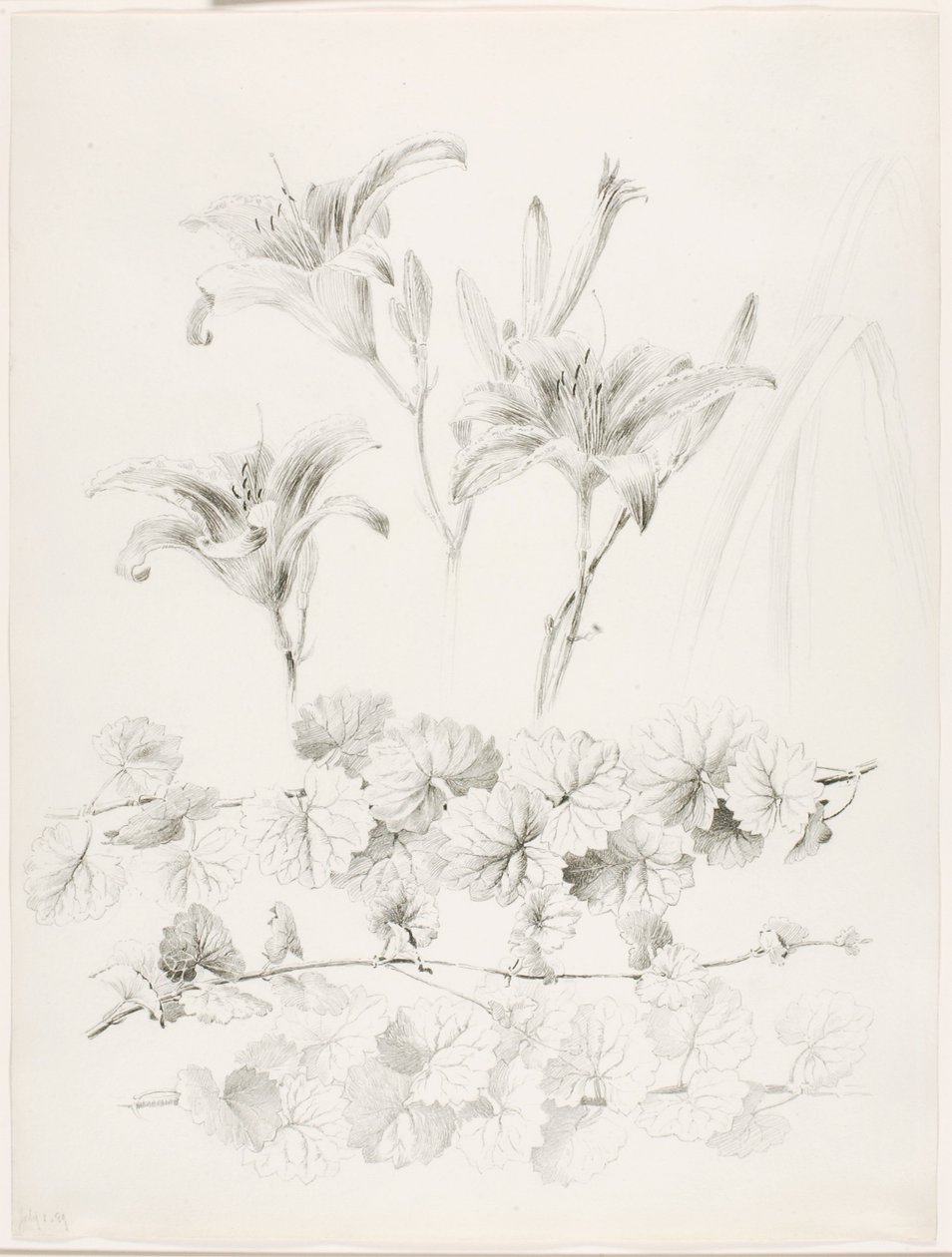 Utan titel (liljor och murgröna) (Glecoma Hederacea) av George Elbert Burr